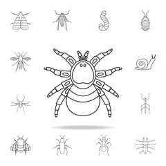 spider icon. Detailed set of insects line illustrations. Premium quality graphic design icon. One of the collection icons for websites, web design, mobile app