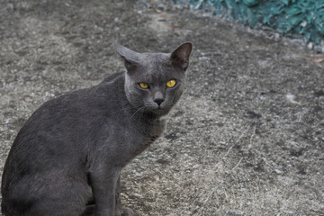 Stray cat looking at camera,  homeless cat need a vet and a new home.