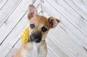 Tan Small Puppy Dog Sitting Pretty with Yellow Flower 
