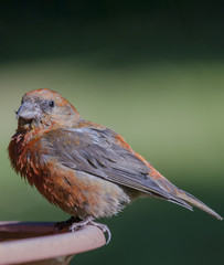 Red Crossbill (Loxia curvirostra)
Macro photo of  Red Crossbill.