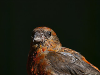 Red Crossbill (Loxia curvirostra)
Macro photo of  Red Crossbill.