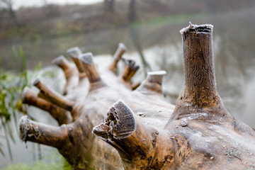 Naklejka premium The old log nailed to the river bank 
