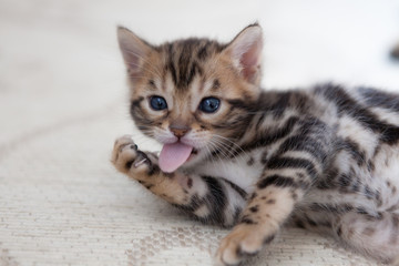 Fototapeta na wymiar Cute bengal kitten at home
