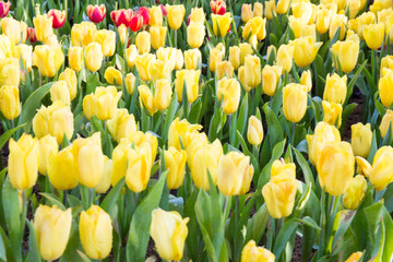 Obraz premium Yellow tulips flower.