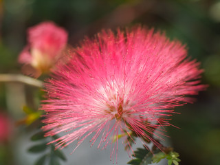 Pink flowers on blooming Albizia julibrissin ( Persian silk tree, pink silk tree)
