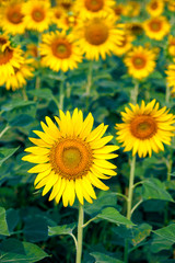 Obraz premium Sunflower field Background with selective focus