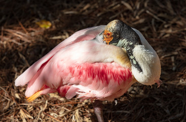 Naklejka premium napping roseate spoonbill has spotted you coming closer