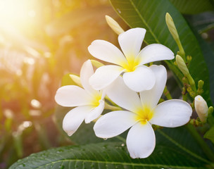 Fototapeta na wymiar Tropical flowers frangipani (plumeria) in morning light , Vintage Filter Effect