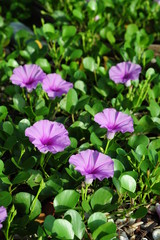 Ipomoea flowers on the beach
