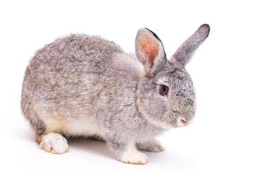 Grey rabbit on white background