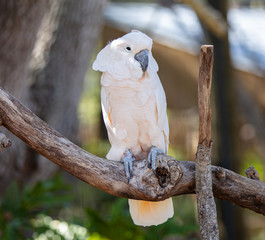 salmon crested cockatoo smiles for your picture