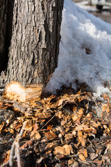 Part of the trunk of an ax-cut tree and chips around with snow
