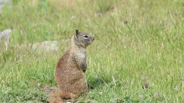 HD Video one brown ground squirrel sitting in green grass. California ground squirrels are often regarded as a pest in gardens and parks, since they will eat ornamental plants and trees.