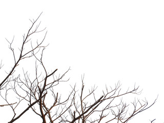 Leafless dry dead trees branch isolated on white background
