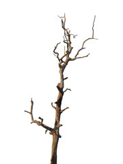 Fototapeta premium death tree isolated on white with clipping path