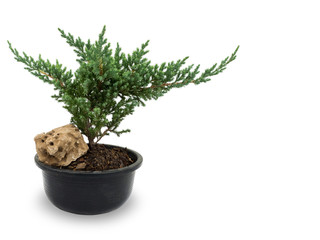 tree with rock in a black plastic pot isolated on white background with clipping path