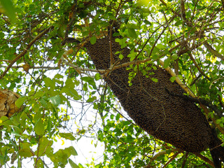 Giant honeycomb in the wild