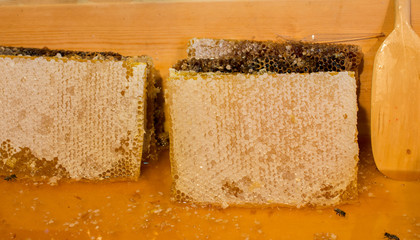 Fresh honey in the sealed comb frame