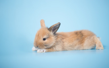 Yong small new born rabbit on blue background