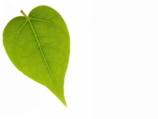 Closeup of Bodhi leaf isolated on white background very high detail, Clipping path included.