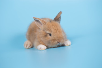 Young small new born rabbit on blue background