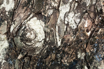 Old tree bark background / texture in darker tone
