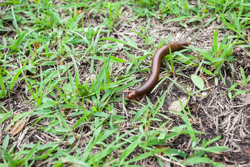millipede on green grass