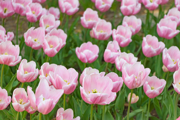 Fototapeta premium 横浜公園の色とりどりのチューリップ
