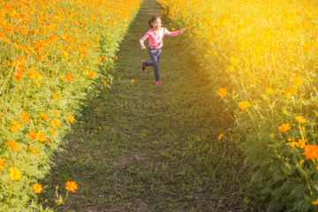 The little girl in the field of cosmos yellow flowers at sunlight in the morning