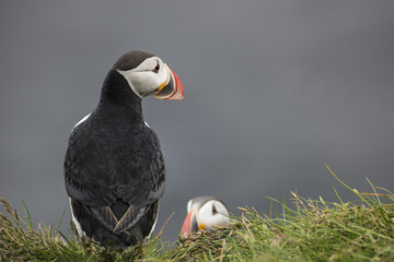 Puffins