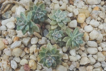small succulents growing in rocks