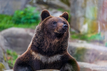 Obraz premium Close up of a big brown bear ursus arctos