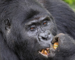 Close-up portrait of a Male Mountain Gorilla chewing on a piece of fruit