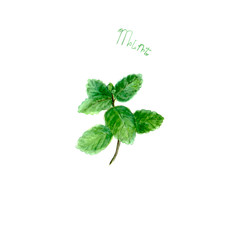 Mint herb spice isolated on white background