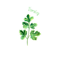 Parsley herb spice isolated on white background