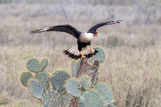 Caracara (Mexican Eagle) sitting on a post above a Prickly Pear Cactus with it's wings spread