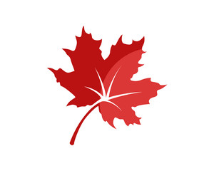 Realistic Red Maple Leaf
