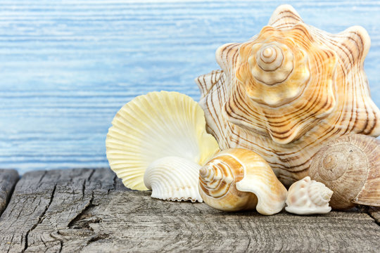 vacation background with bright seashells on grey weathered wooden boards 