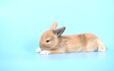 Yong small new born rabbit on blue background