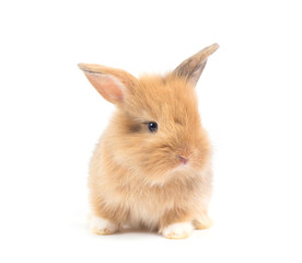 Obraz premium Baby rabbit 1 month old on white background