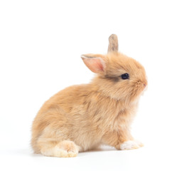 Obraz premium Baby rabbit 1 month old on white background