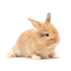 Obraz premium Baby rabbit 1 month old on white background