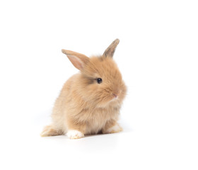 Baby rabbit 1 month old on white background