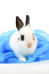 Adorable white and black small Netherlands dwarf rabbit or ND bunny on white background