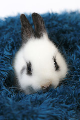 Adorable white and black small Netherlands dwarf rabbit or ND bunny on white background