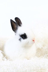 Adorable white and black small Netherlands dwarf rabbit or ND bunny on white background