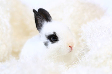 Adorable white and black small rabbit on white background
