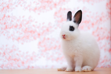 Netherlands Dwarf little adorable white rabbit with black ear and dark circle eyes on wood table. Cute small ND bunny for Easter concept