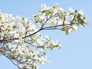 ハナミズキの花