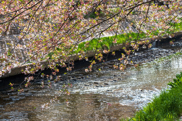 Cherry blossoms and flower rafts along the river of Funabashi City, Chiba Prefecture, Japan